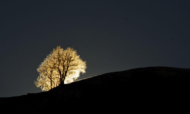 L’Arbre de Feu